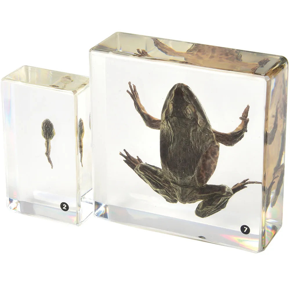 Frog Life Cycle Exploration Set | 7-Piece Poly-Resin Stages with Guide
