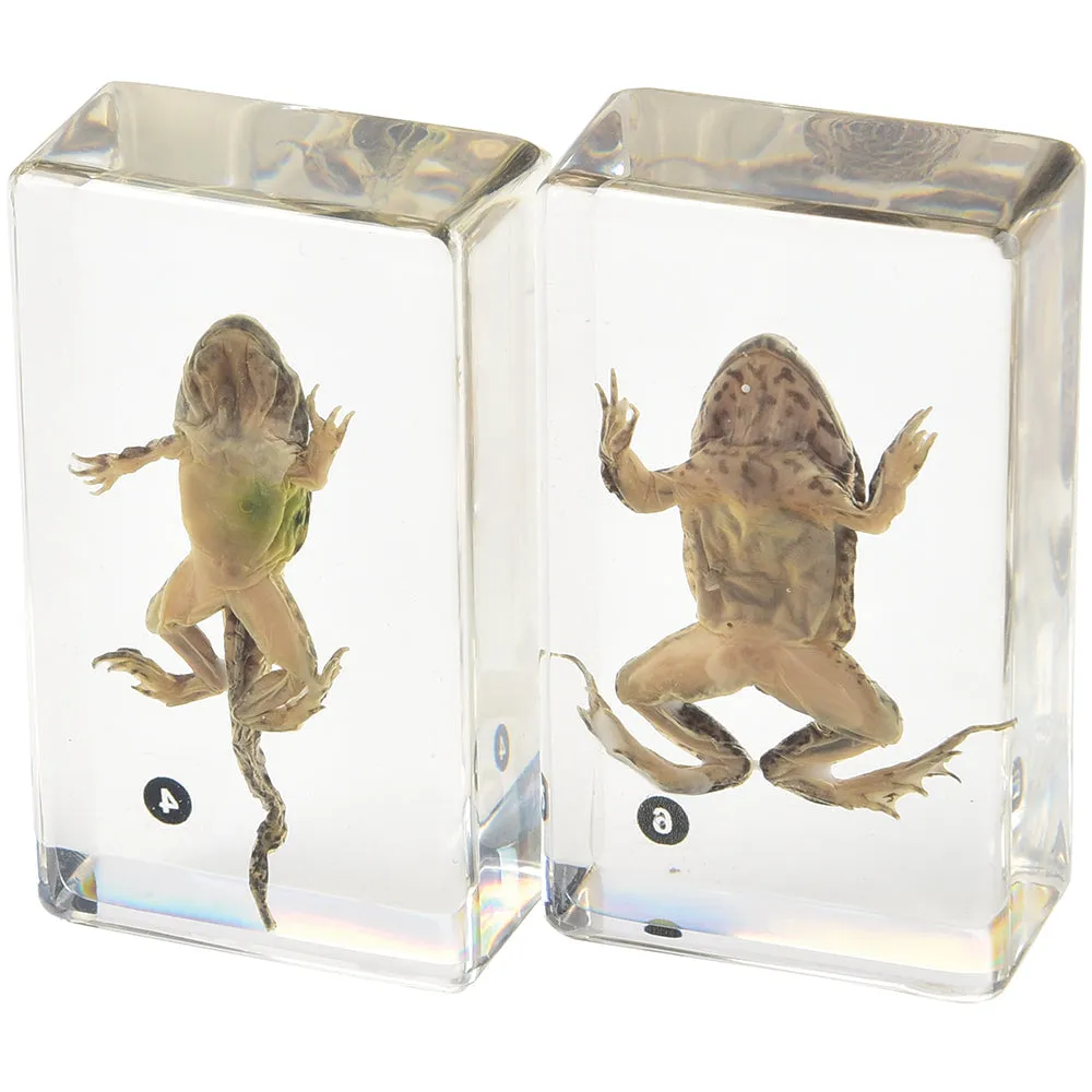 Frog Life Cycle Exploration Set | 7-Piece Poly-Resin Stages with Guide