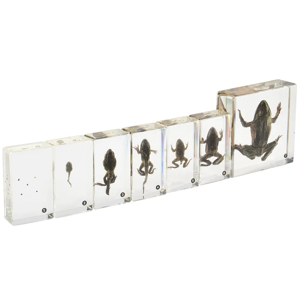 Frog Life Cycle Exploration Set | 7-Piece Poly-Resin Stages with Guide