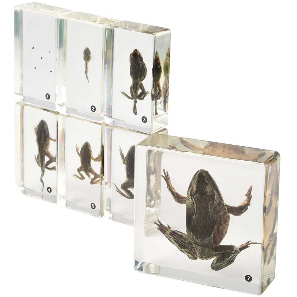 Frog Life Cycle Exploration Set | 7-Piece Poly-Resin Stages with Guide