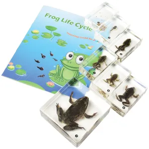 Frog Life Cycle Exploration Set | 7-Piece Poly-Resin Stages with Guide