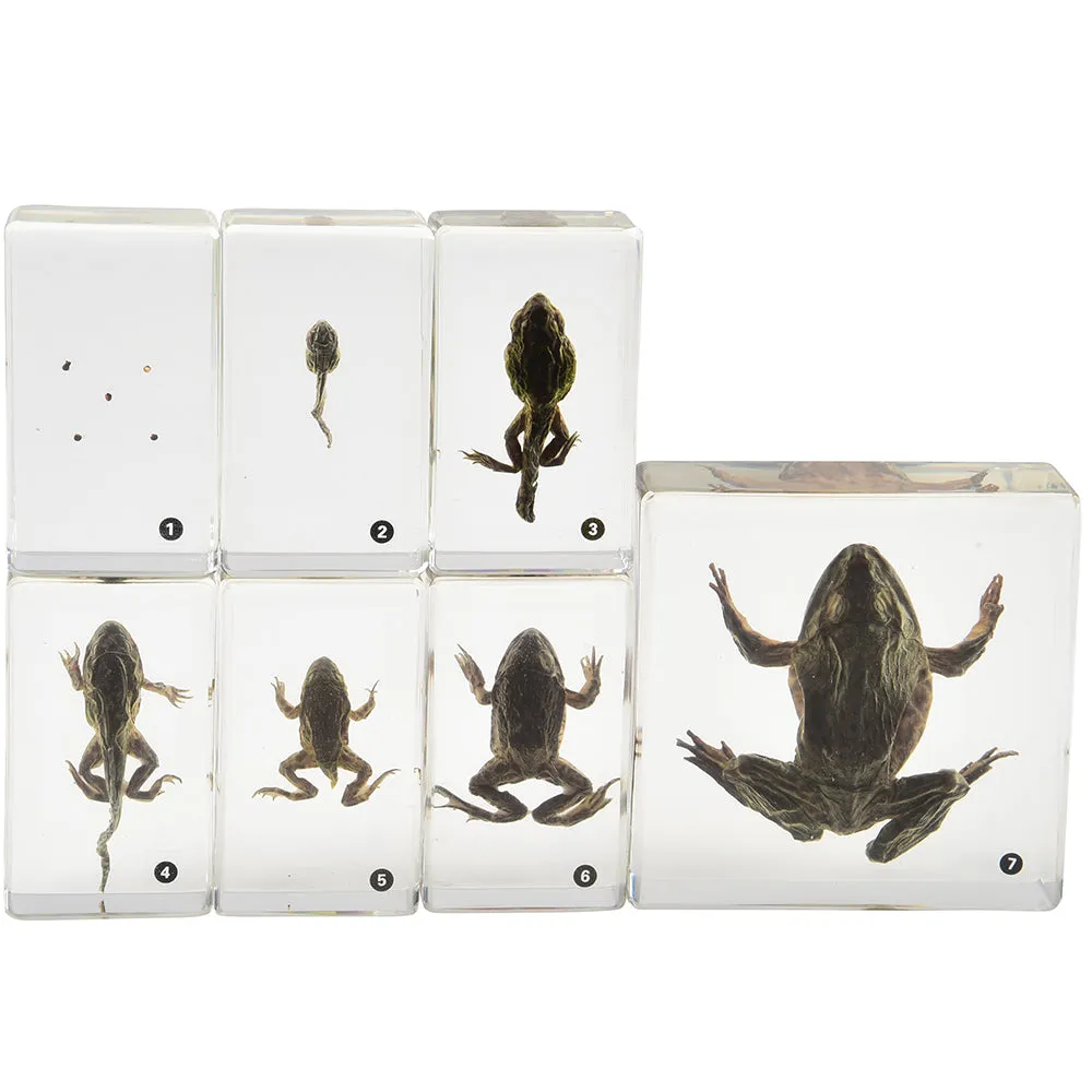 Frog Life Cycle Exploration Set | 7-Piece Poly-Resin Stages with Guide