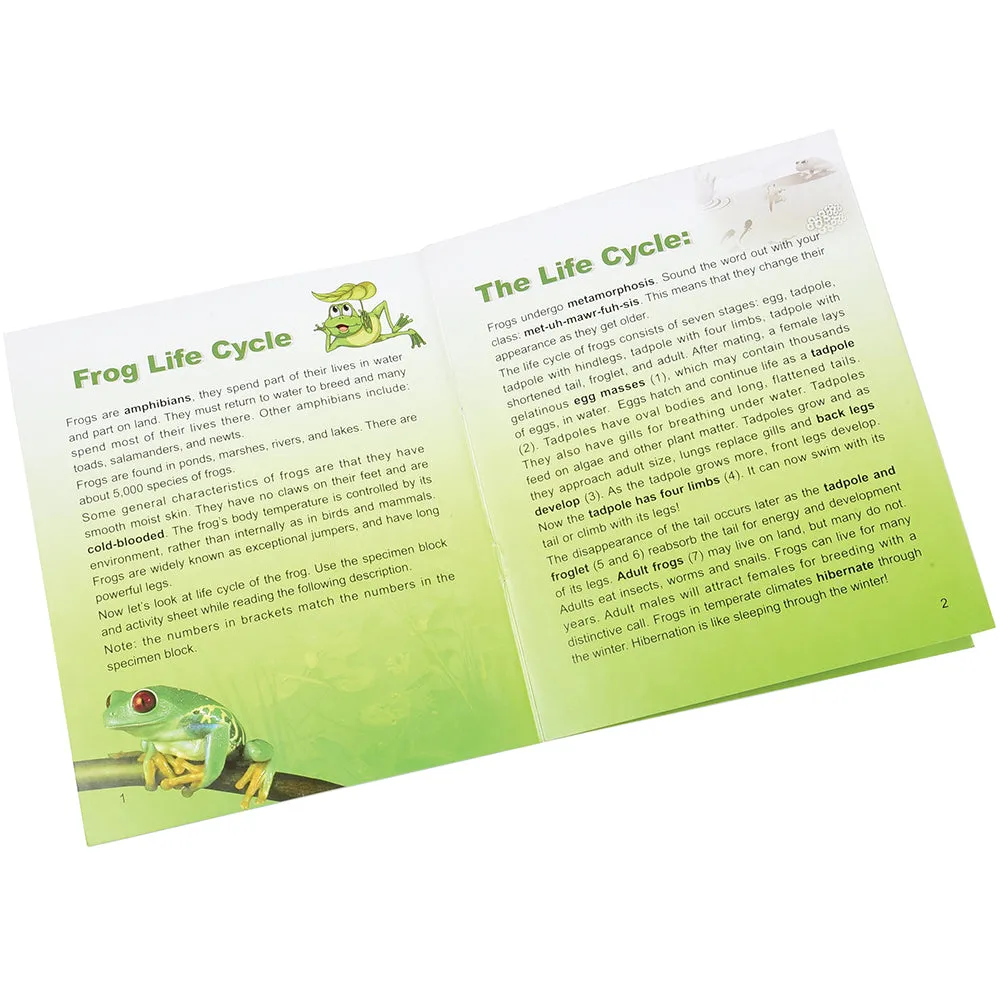 Frog Life Cycle Exploration Set | 7-Piece Poly-Resin Stages with Guide