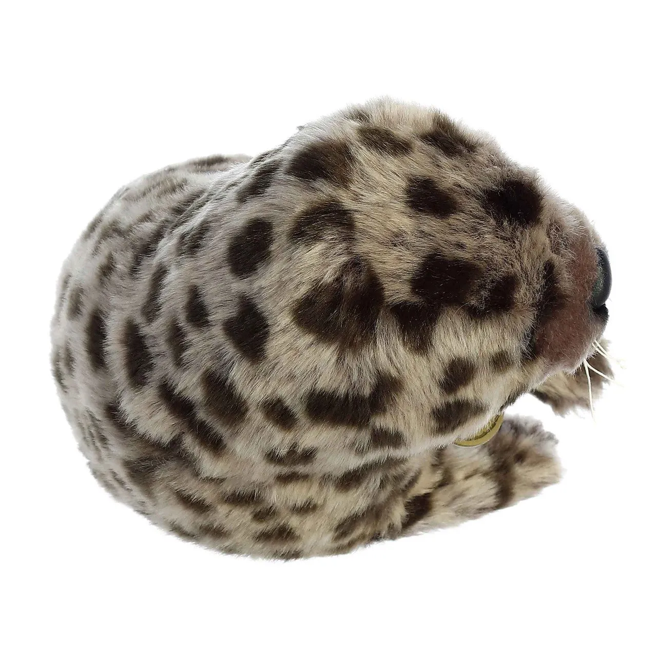 Harbor Seal